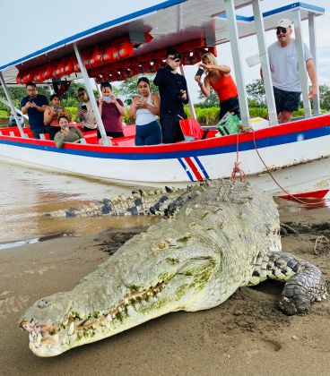 tarcoles croc tour